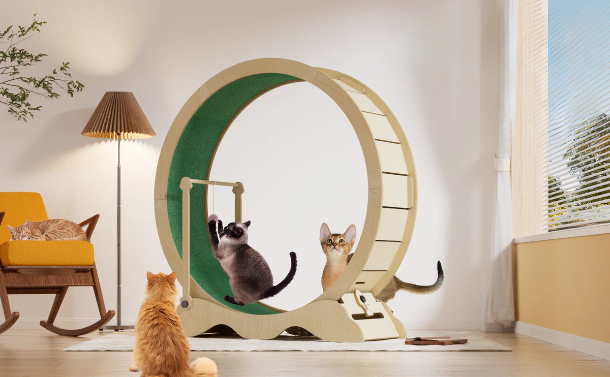 Quiet Cat Exercise Wheel for Indoor Cats – Large 43-48 Inch Cat Treadmill – Sturdy, Detachable Carpet, Supports Fitness and Training – Ideal for Living Room or Bedroom